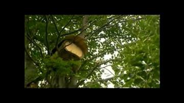 BAL BELGESELİ / MACAHEL 2